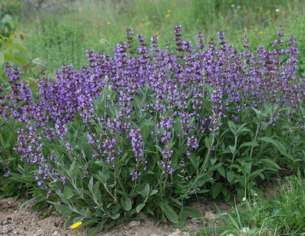 kadulja